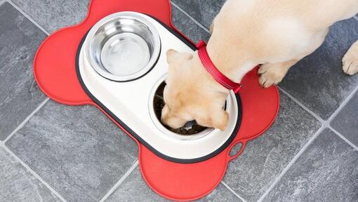 Puppy best sale weaning food